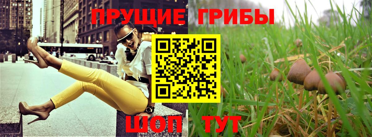 Галлюциногенные грибы Psilocybine cubensis Беслан